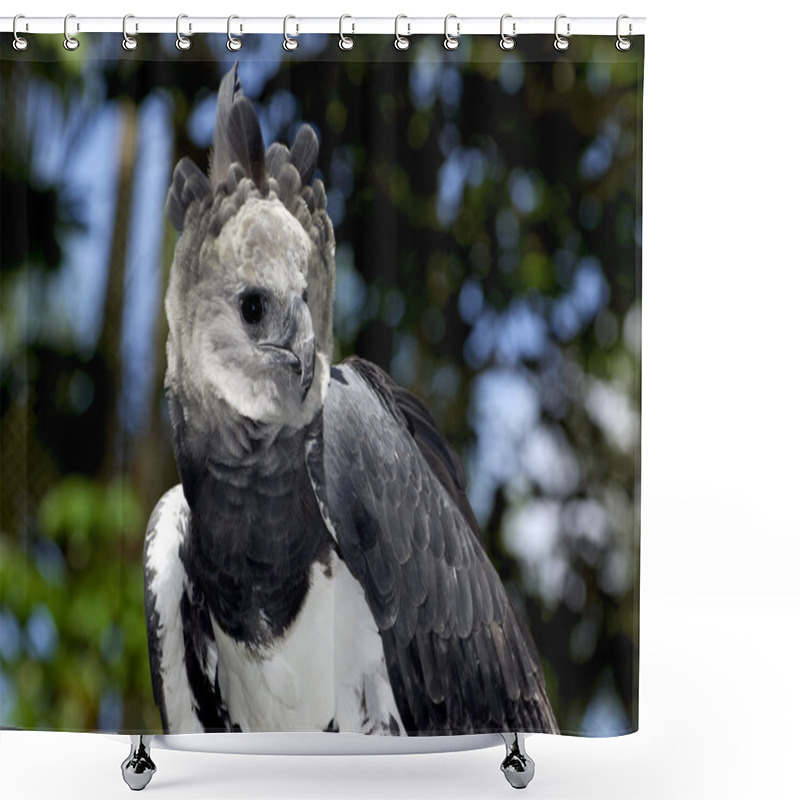 Personality  Harpy Eagle Shower Curtains