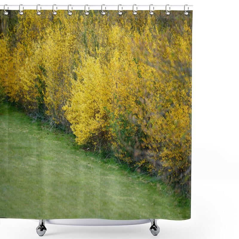 Personality  Yellow Border Forsythia Shrubs Growing On A Lawn. Wild Autumn Or Spring Hedgerows Grown As Courtyard, Garden Or Park Landscape. Well Maintained Gardening Area With Perennial Or Seasonal Fall Plants. Shower Curtains