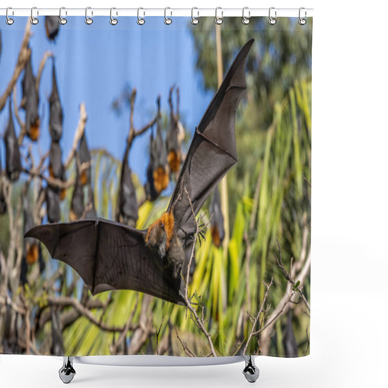 Personality  Grey-headed Flying Fox Coming In To Roost In Trees Shower Curtains