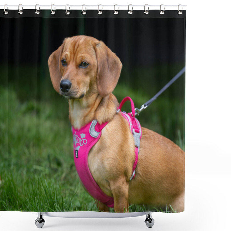 Personality  Red Dachshund On Nature Background. Smooth-haired Dachshund In The Nature. Dachshund Dog Also Known As The Wiener Dog Or Sausage Dog, Badger Dog And Doxie. Shower Curtains