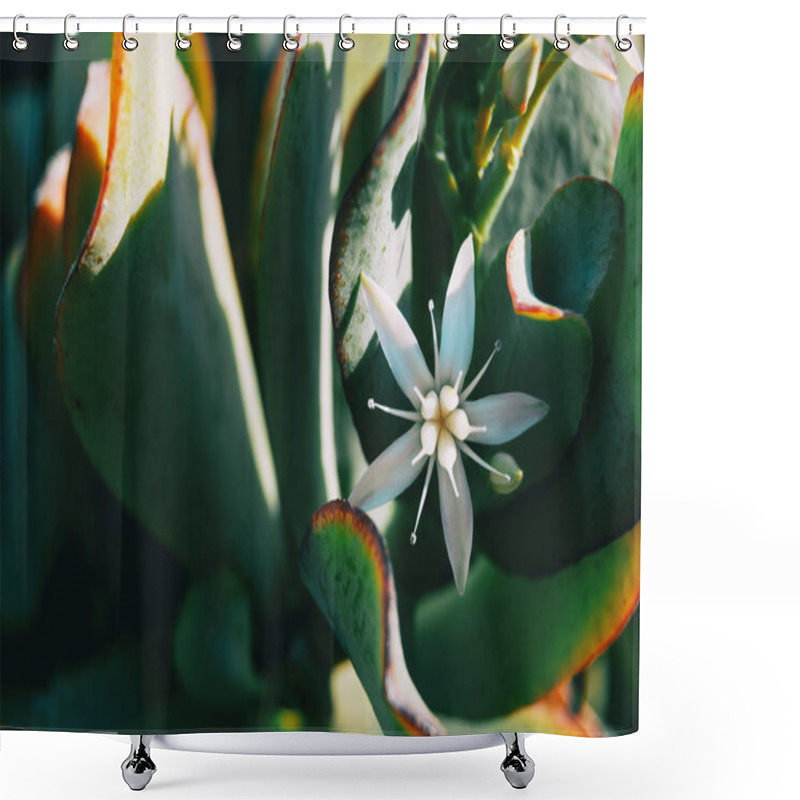 Personality  Close-up Of A Single White Flower Of Sedum Album In Nature Shower Curtains