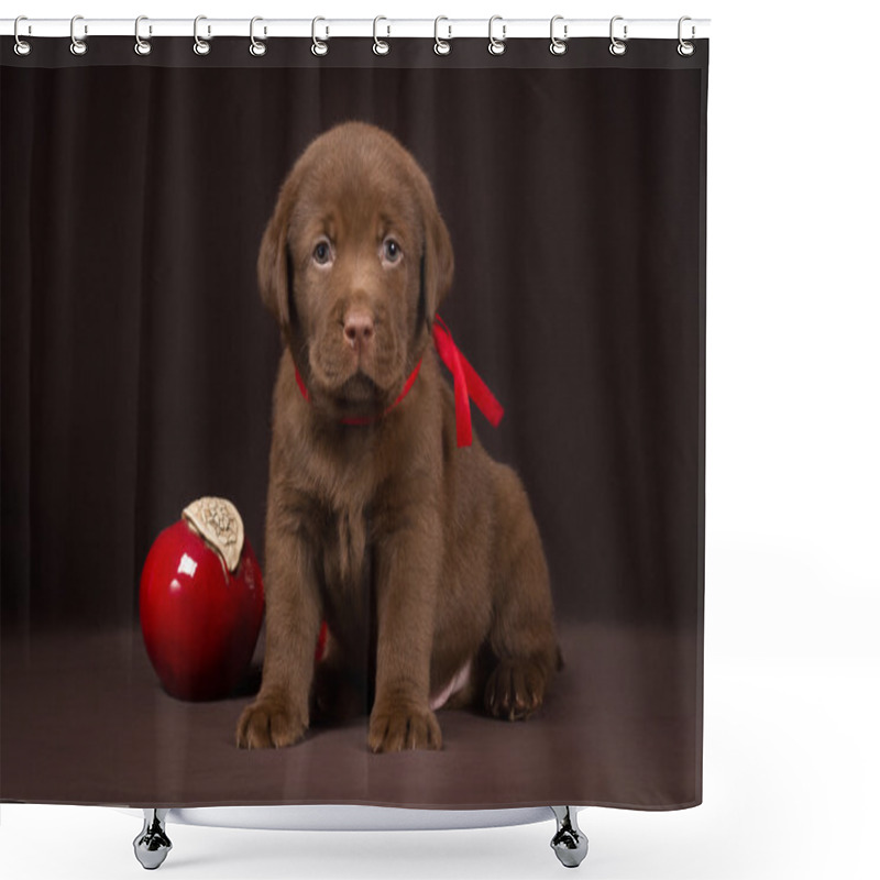 Personality  Chocolate Labrador Puppy Sitting On A Brown Background Near Red Apples And Looking  To  The Camera Shower Curtains