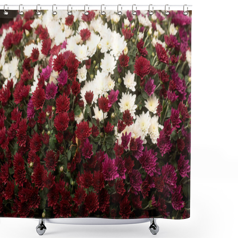 Personality  Close-up Of Vibrant Chrysanthemums In Red, Purple, And White. Perfect For Garden Enthusiasts And Floral Decor Shower Curtains