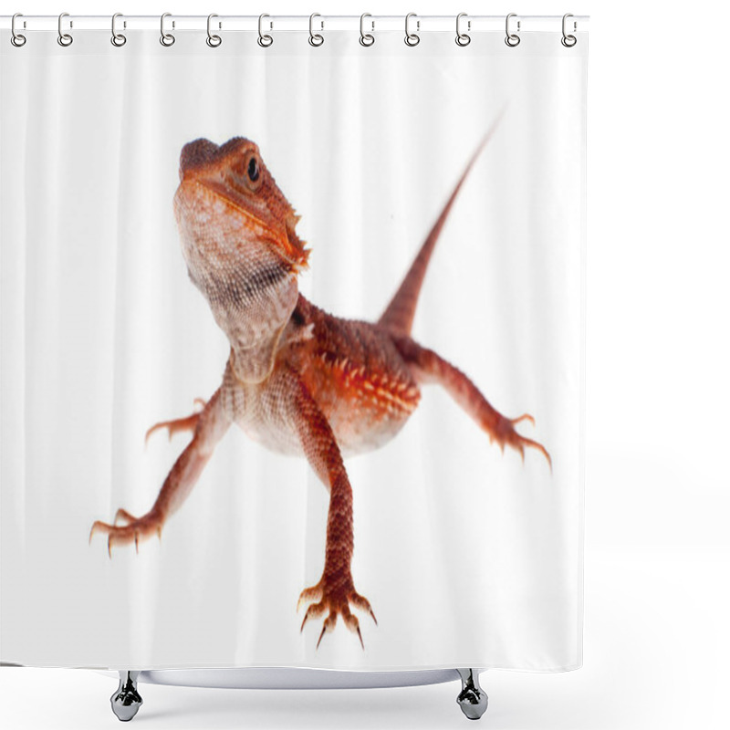 Personality  Red Bearded Dragon, Pogona Vitticeps, On White Shower Curtains