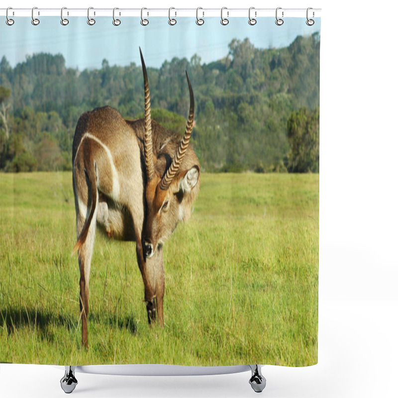 Personality  Waterbuck Scratching Shower Curtains