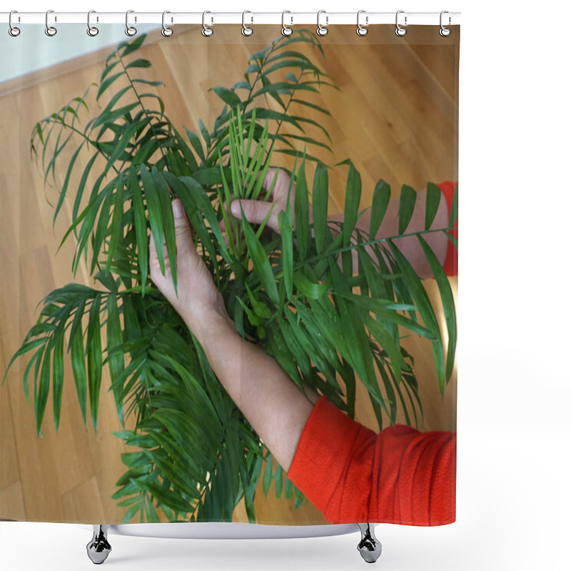 Personality  Chamaedorea Elegans Small Green Palm Tree With Woman Hands On The Leaves. Protection And Care For Houseplants, Prevention Against Aphids And Bugs, Bacterial And Viral Diseases Of Houseplants. Botany, Gardening And Agriculture As Hobby Concept Shower Curtains