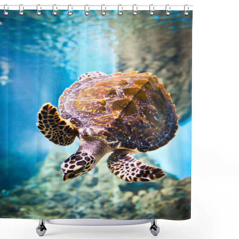 Personality  Eretmochelys Imbricata Shower Curtains