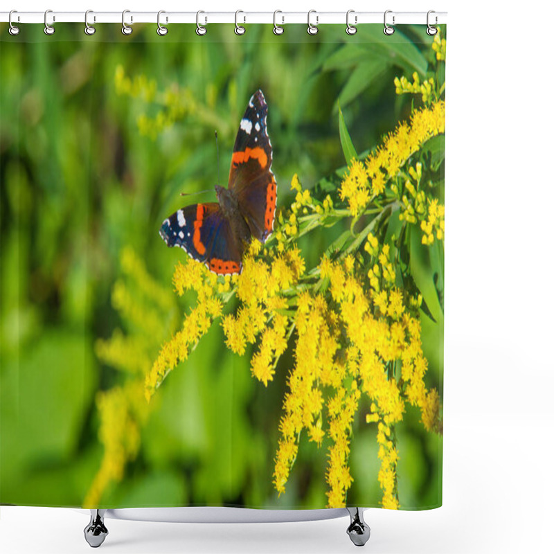 Personality  Flower Of Solidago Commonly Called Goldenrods Comes From North America Including Mexico Native To South America And Eurasia Butterfly Vanessa Atalanta The Red Admiral Or Previously The Red Admirable Shower Curtains