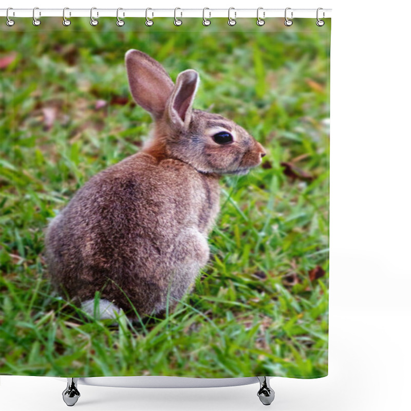 Personality  Cottontail Bunny Rabbit Shower Curtains