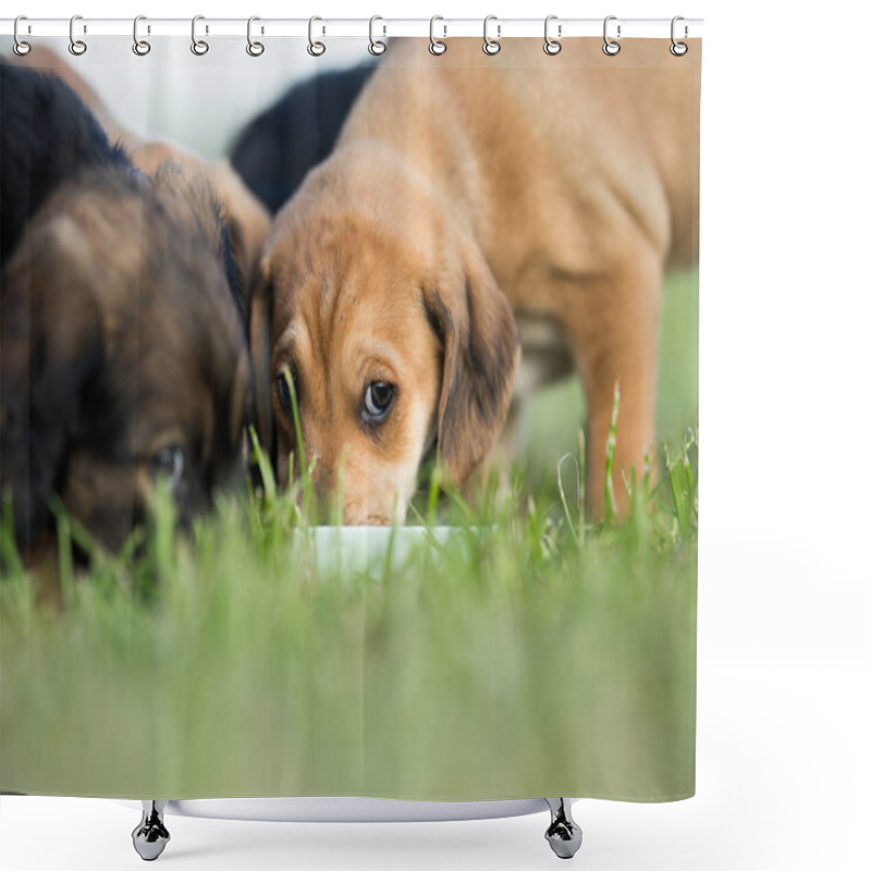 Personality  Little Dog On The Grass Shower Curtains