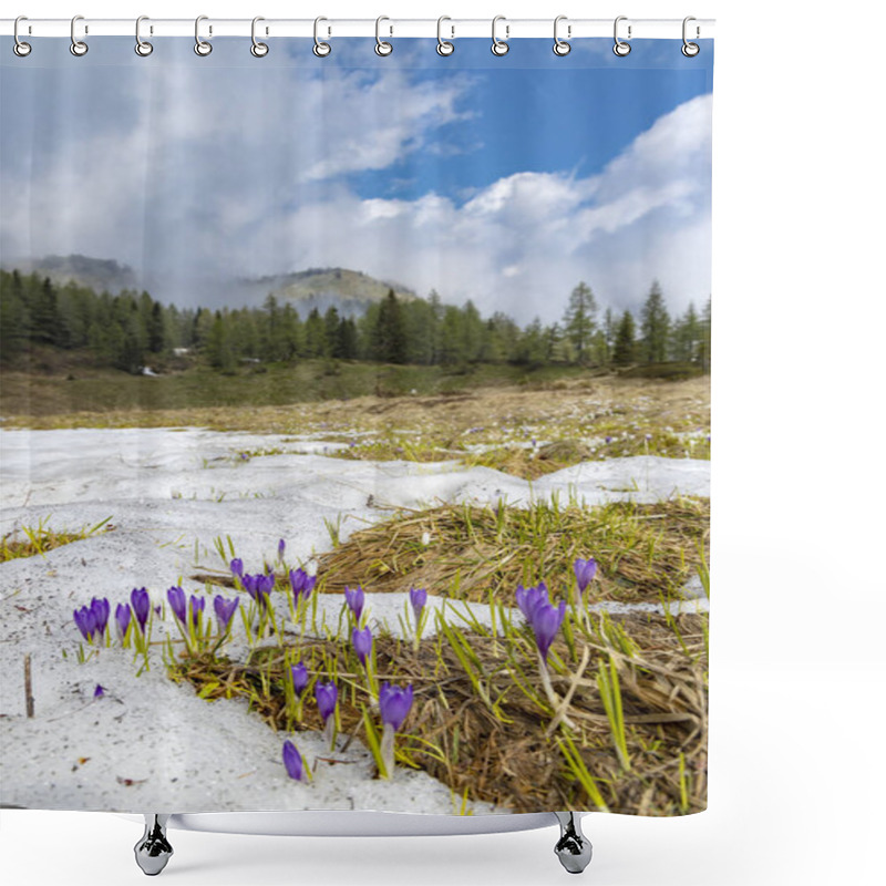 Personality  Early Spring Blooming Meadow With Crocus In Sella Di Rioda, Alps Shower Curtains