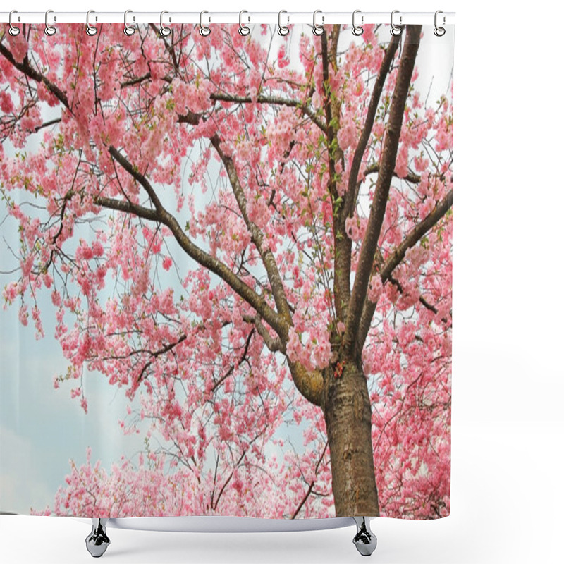 Personality  Blooming Cherry Tree At Springtime Shower Curtains