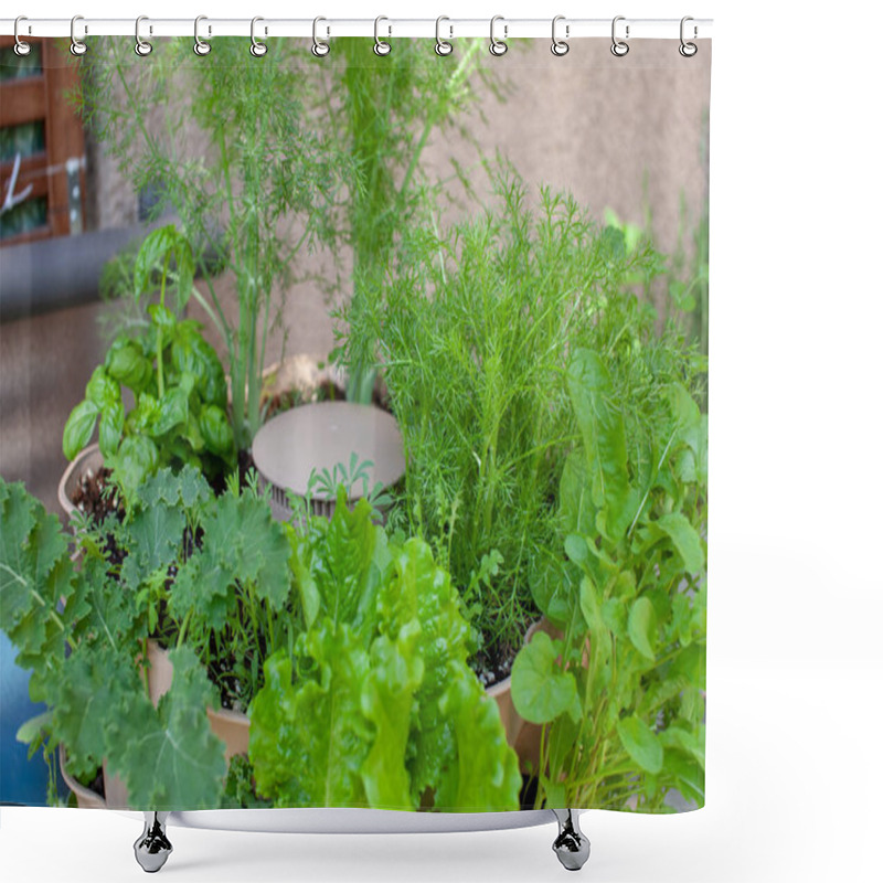 Personality  A Tall Vertical Garden Sits On An Apartment Balcony (patio) With Fresh Kale, Salad Greens, Fennel, Chamomile And Basil Planted In The Upper Tier.  Shower Curtains