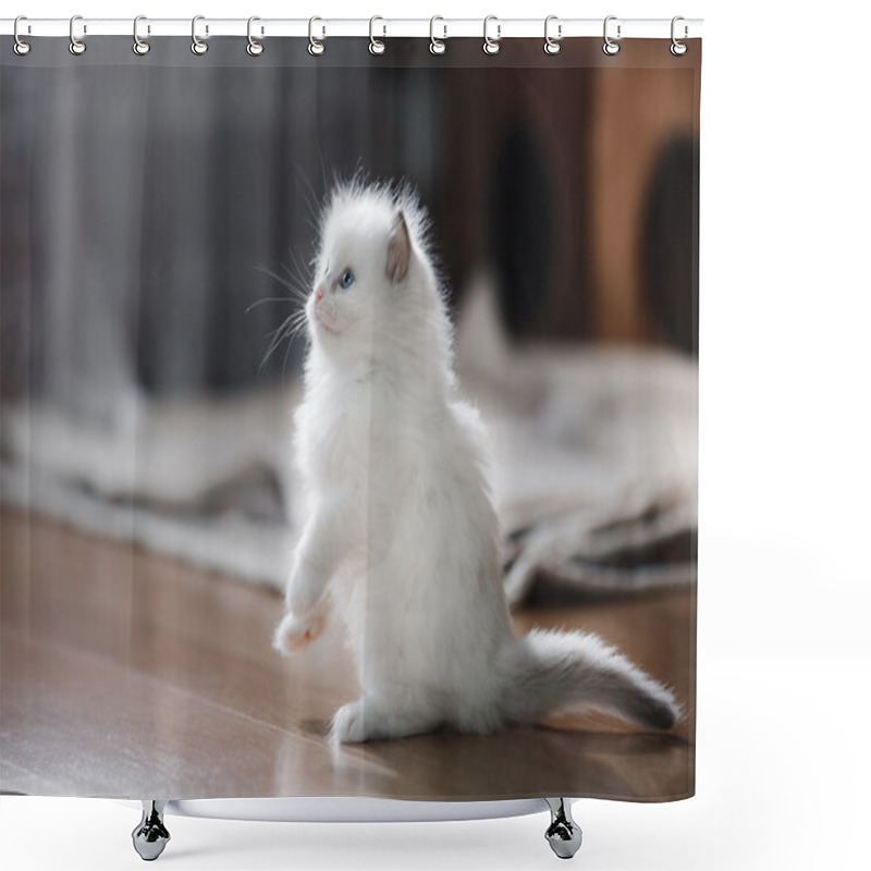 Personality   Ragdoll Blue Point Kitten Shower Curtains