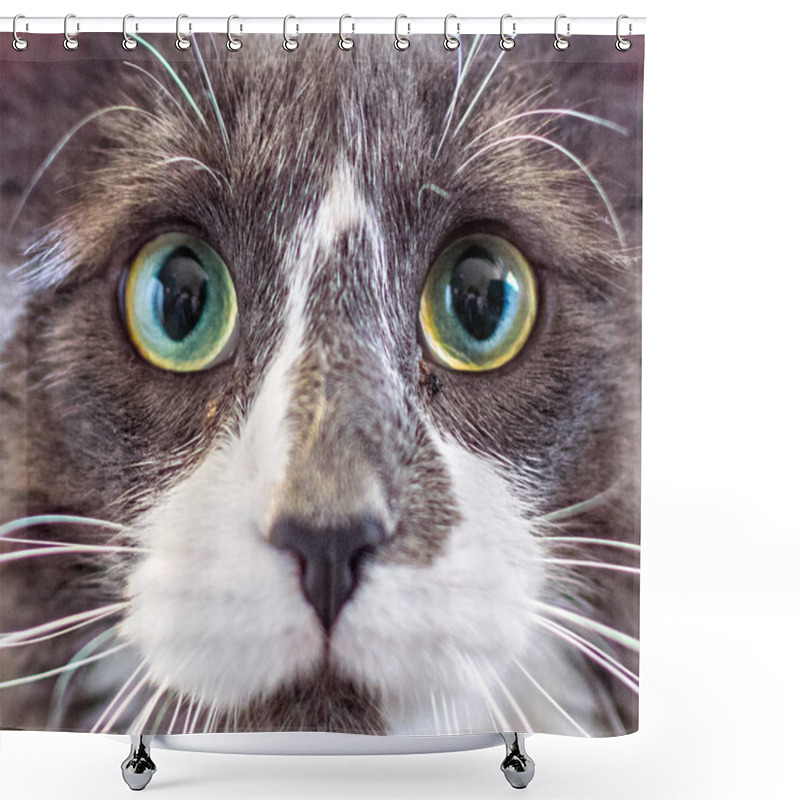 Personality  Close-up Portrait Of A Kitten With Big Green Eyes Shower Curtains