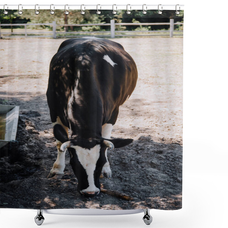 Personality  Close Up View Of Black And White Cow Standing At Farm  Shower Curtains