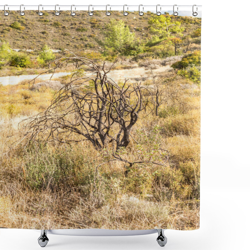 Personality  Powerful Image Of A Scorched Tree After A Forest Fire In The Cyprus Mountains, Highlighting The Devastating Impact Of Natural Disasters Shower Curtains