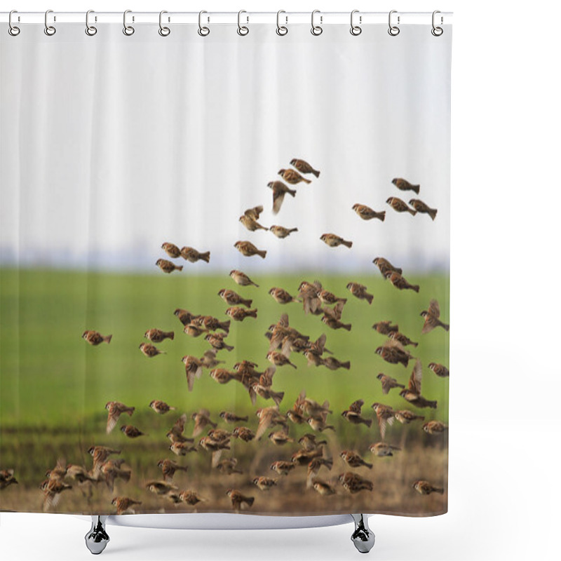 Personality  Sparrows Fly On A Green Background Shower Curtains