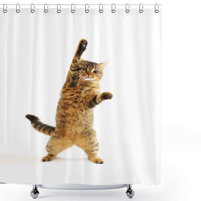 Personality  Domestic Cat Shower Curtains