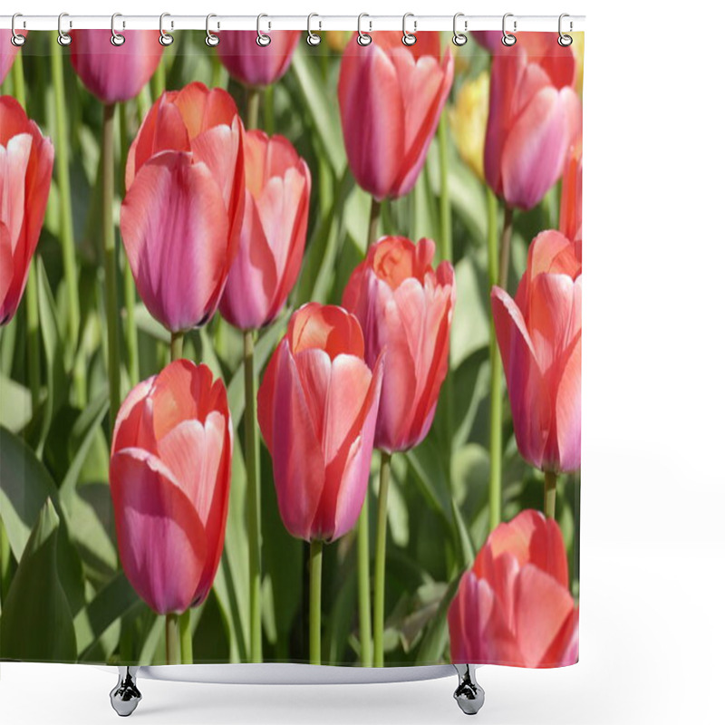 Personality  Tulips Flowers, Flora In Spring Shower Curtains