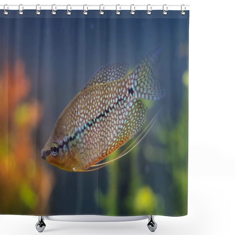 Personality  Trichopodus Leerii, Widespread Aqua Trade Ornamental Labyrinth Fish, Petshop Commercial Aquascape, Amano Style Planted Aquadesign, Beginner Friendly Pet, Professional Care, Shallow Dof Blur Background Shower Curtains