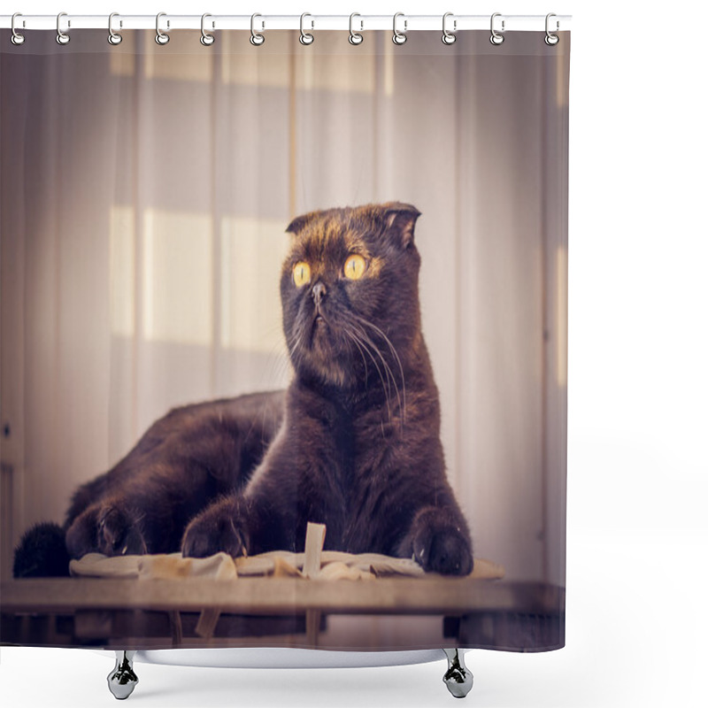 Personality  Cat And Sun Shower Curtains