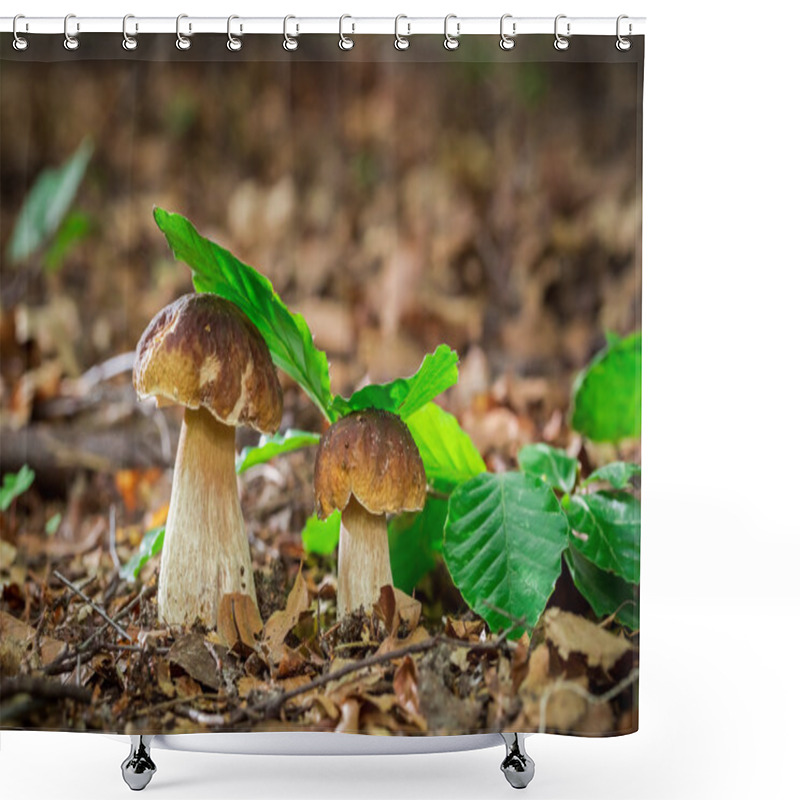 Personality  Two Boletus Mushrooms In Oak Forest Shower Curtains