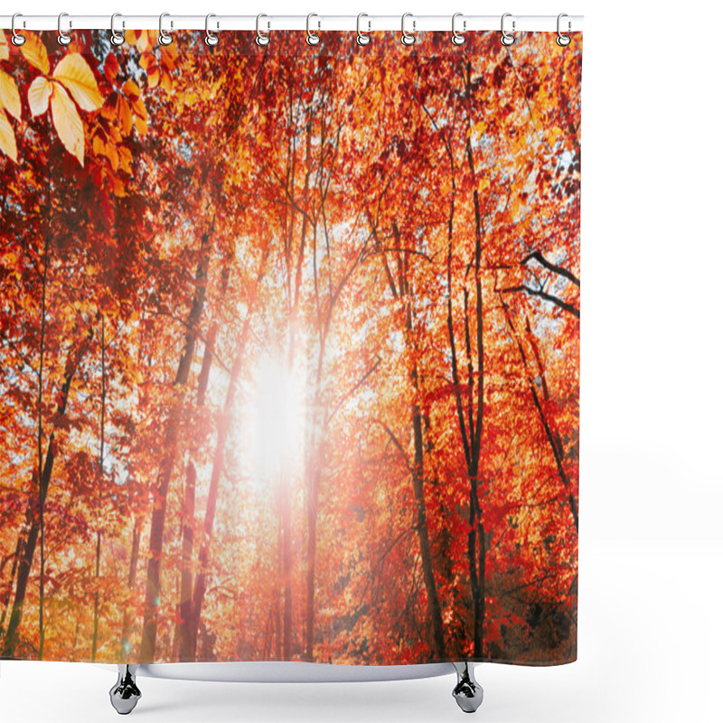 Personality  View Of Trees With Orange And Red Leaves In Autumn.Morning Scene In Colorful Woodland. Nature Concept Background Shower Curtains