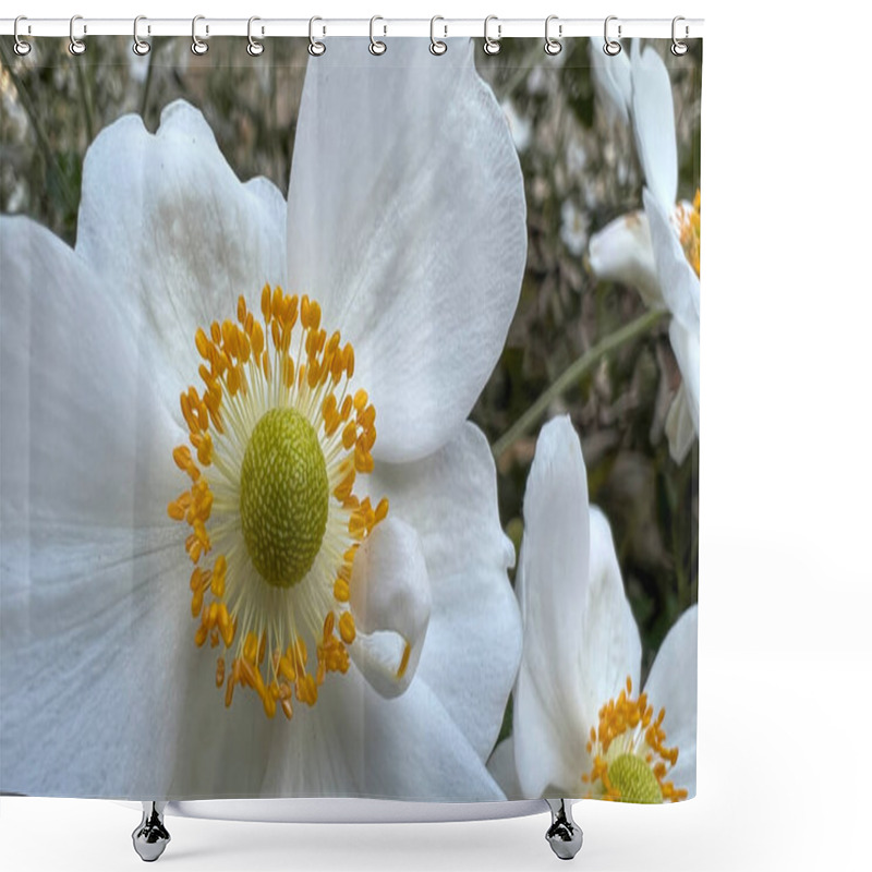 Personality  Eriocapitella Hupehensis White Japanese Anemone In Flower Garden . High Quality Photo Shower Curtains