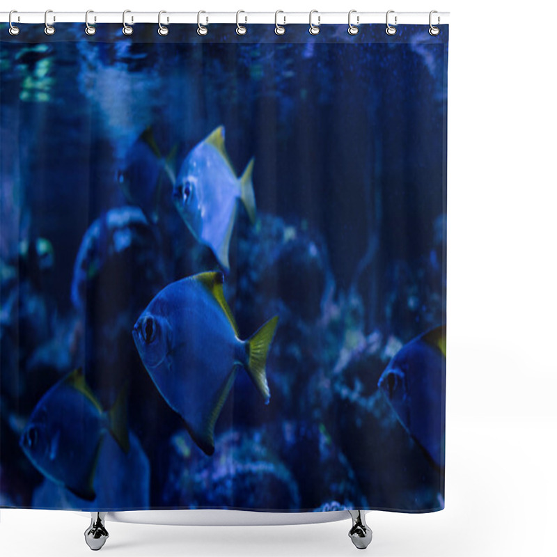 Personality  Fishes Swimming Under Water In Dark Aquarium With Blue Lighting Shower Curtains