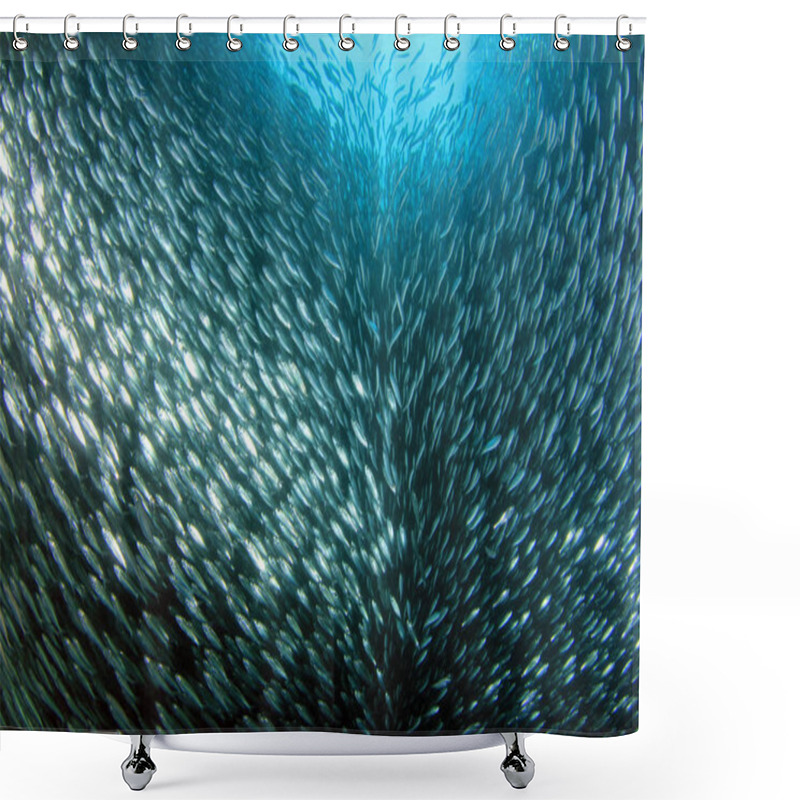 Personality  Sardine Run In Moalboal. Cebu, Philippines Shower Curtains