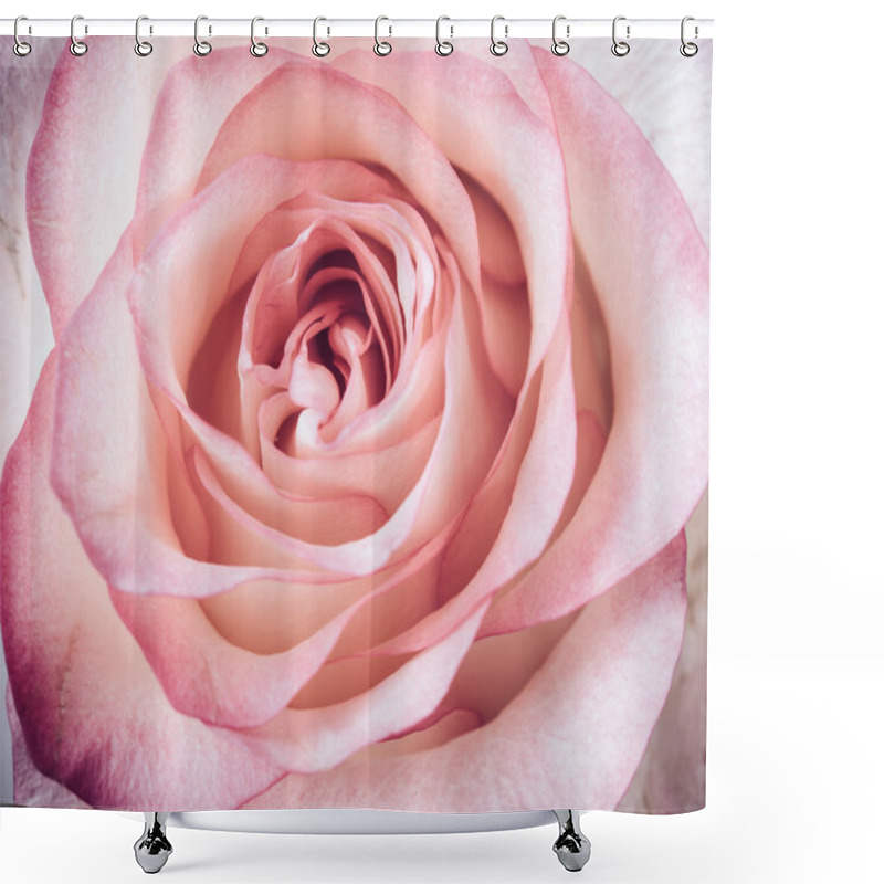 Personality  Fresh Pale Pink Rose Shower Curtains