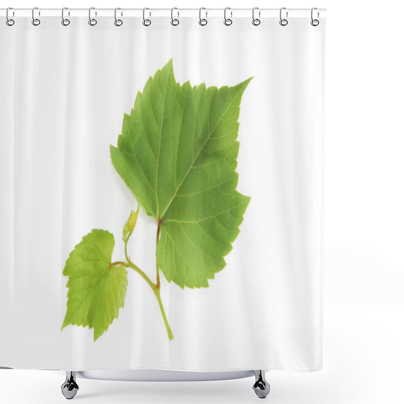 Personality  Natural Green Grape Leaves With Veins On A White Background Shower Curtains