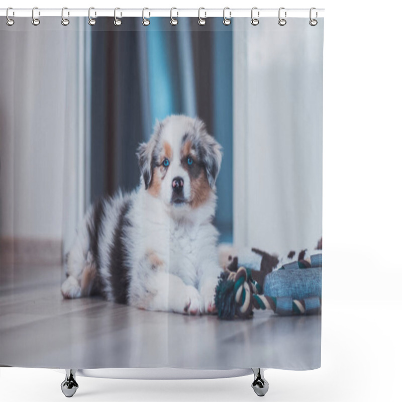 Personality  Tired Australian Shepherd Puppy Rests On Her Blanket And Enjoys Dreamland. The Brown And Black And White Puppy Looks Bored And Waits For Some Action. Blue Merle. Shower Curtains