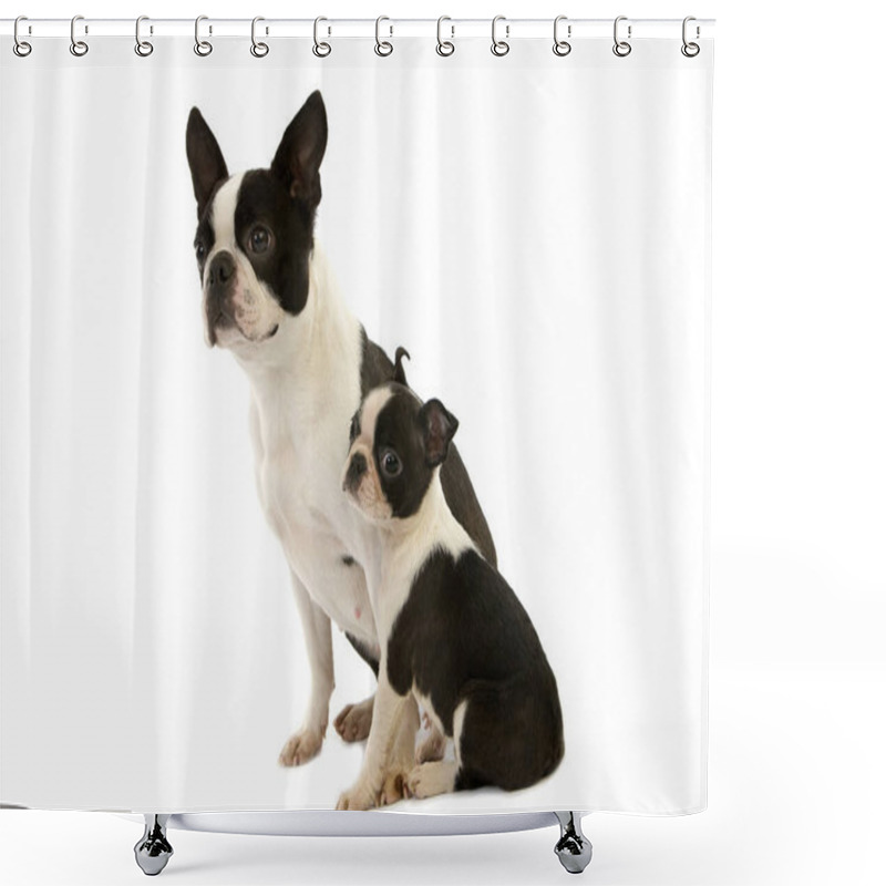 Personality  Boston Terrier Dog, Mother With Pup Sitting   Against White Background   Shower Curtains