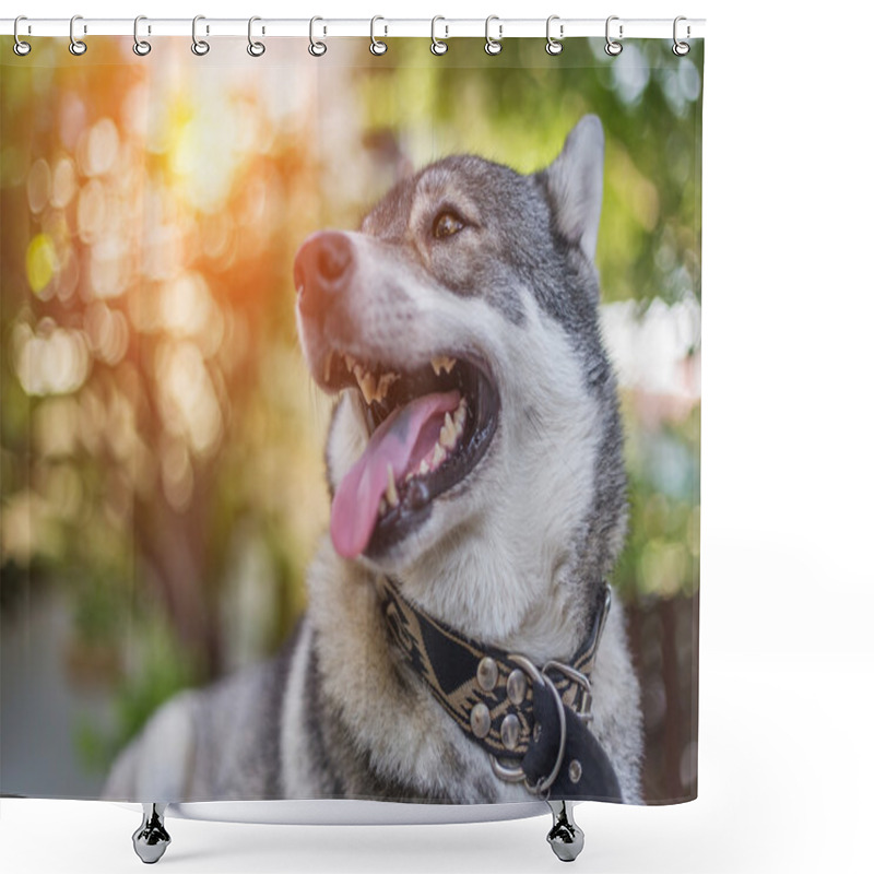 Personality  Husky Portrait With Brown Eyes Shower Curtains