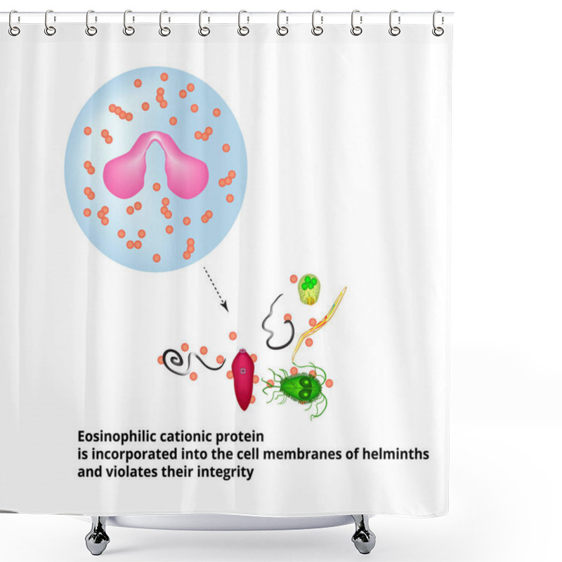 Personality  Eosinophilic Cationic Protein Is Incorporated Into The Membranes Of Helminth Cells And Disrupts Their Integrity. Eosinophil Is A Blood Cell. Vector Illustration On Isolated Background Shower Curtains