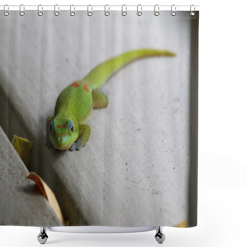 Personality  Giant Day Gecko Shower Curtains