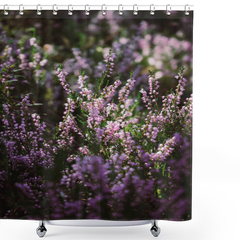 Personality  Beautiful Heather Flowers On Blurry Background. Close Up Of Heather Flowers In Sunlight. Shower Curtains