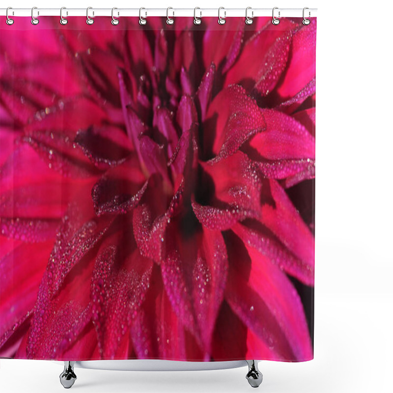 Personality  Dahlia  Is A Genus Of Bushy, Tuberous, Herbaceous Perennial Plants Native To Mexico. A Member Of The Asteraceae , Dicotyledonous Plants, Related Species Include The Sunflower, Daisy, Chrysanthemum, And Zinnia.  Shower Curtains