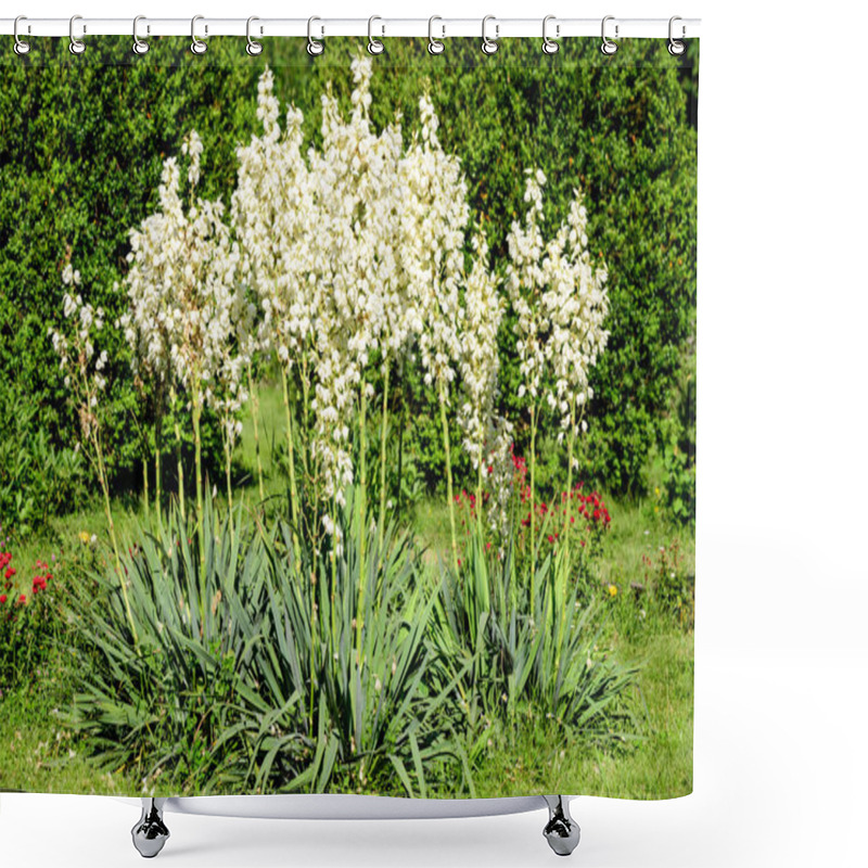 Personality  Many Delicate White Flowers Of Yucca Plant, Commonly Known As Adams Needle And Thread, In A Garden In A Sunny Summer Day, Beautiful Outdoor Floral Background Shower Curtains