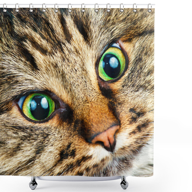 Personality  Siberian Cat Shower Curtains