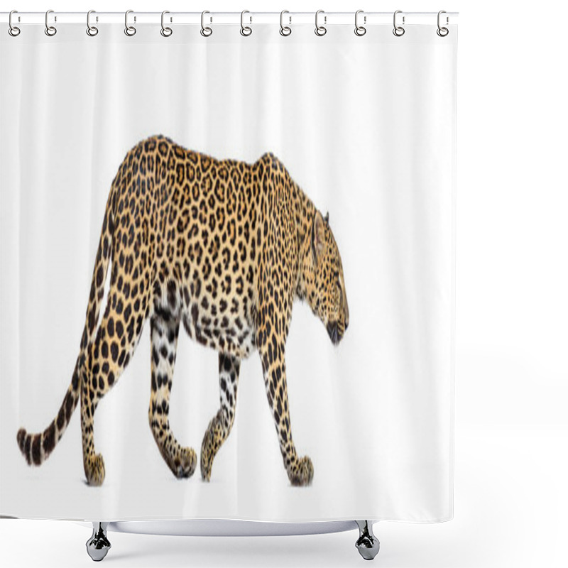 Personality  Side View Of A Spotted Leopard Walking Away, Panthera Pardus, Isolated On White Shower Curtains