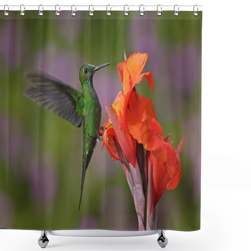 Personality  Nice Hummingbird Green-crowned Brilliant Shower Curtains