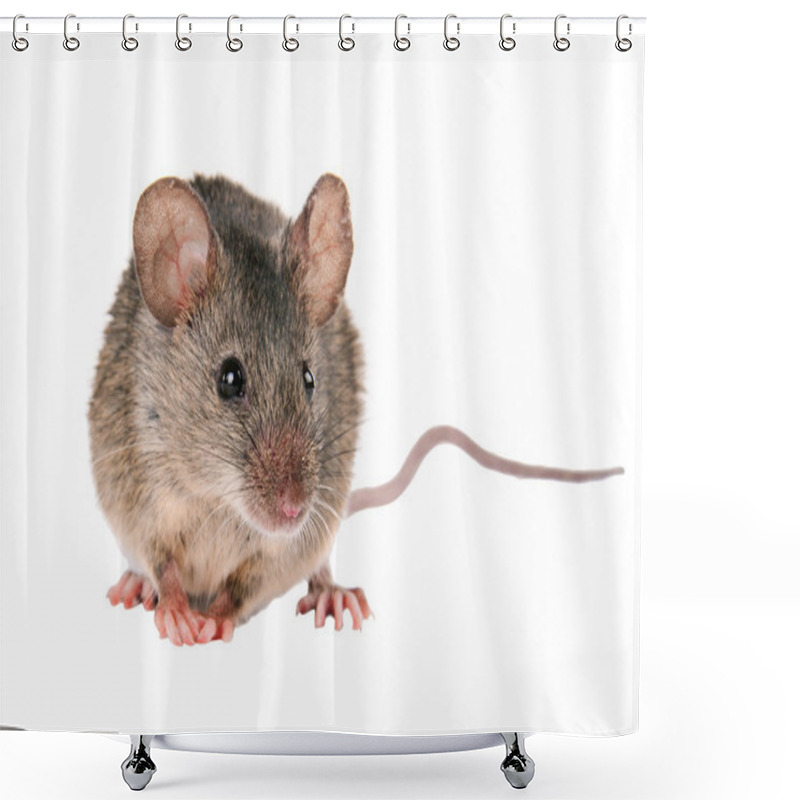 Personality  Field Mouse. Isolated. Striped Field Mouse Shower Curtains