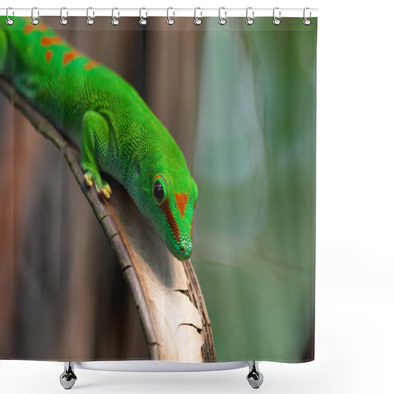 Personality  Madagascar Giant Day Gecko In Zurich Zoo Shower Curtains