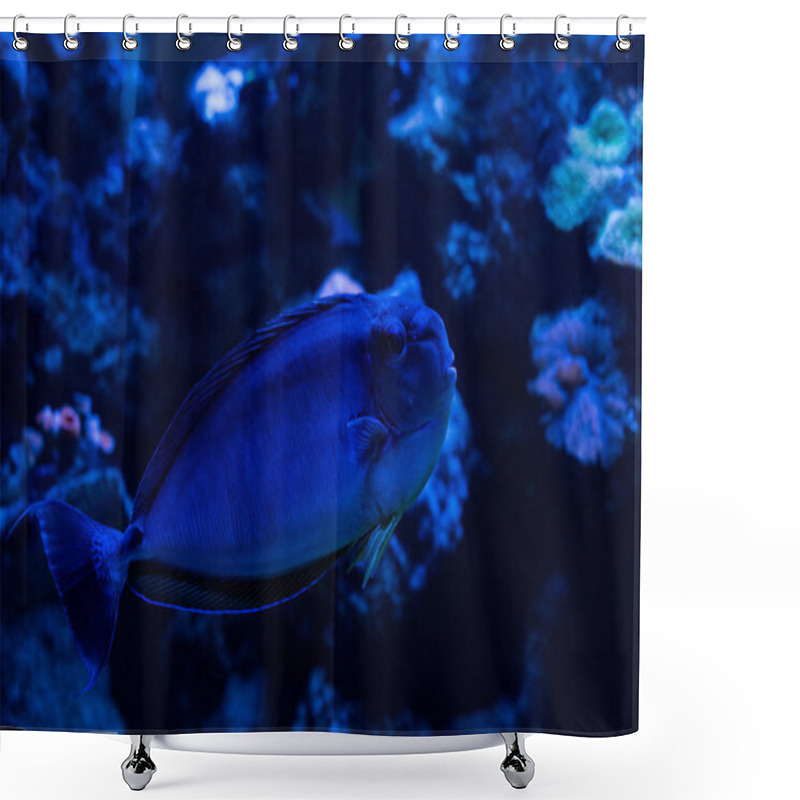 Personality  Fish Swimming Under Water In Aquarium With Blue Lighting Shower Curtains