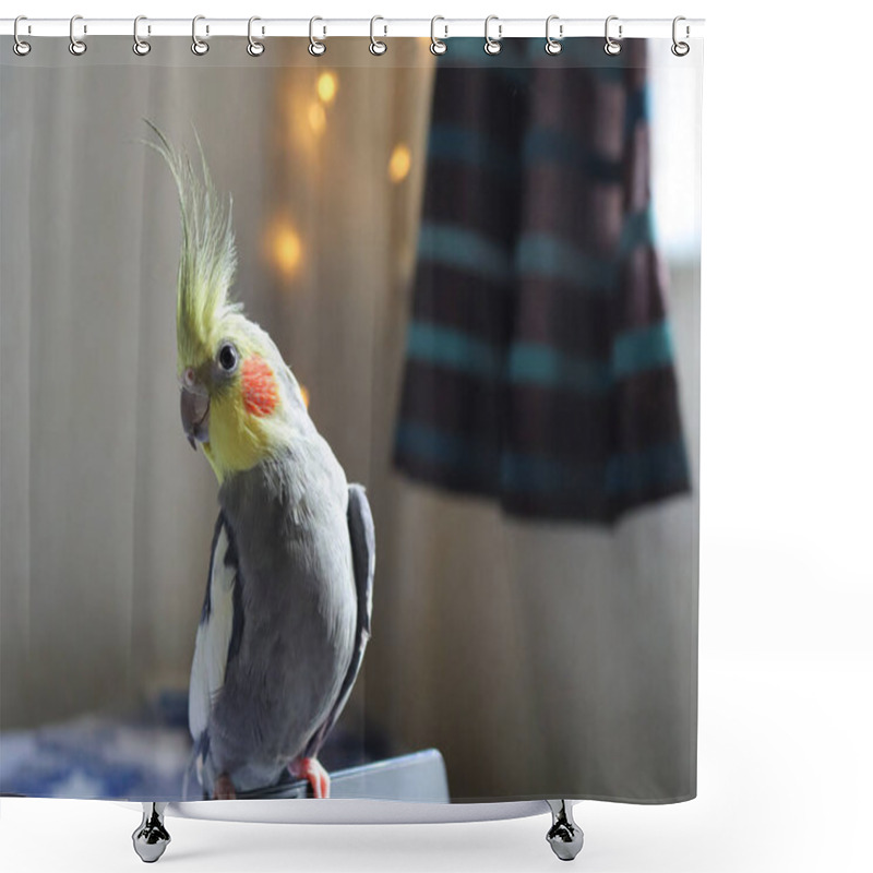 Personality  Yellow Cockatiel Parrot.Cute Cockatiel.Home Pet Parrot.The Best Cockatiel.Beautiful Photo Of A Bird. Ornithology.Funny Parrot.Cockatiel Parrot.Home Pet Yellow Bird.Beautiful Feathers.Love For Animals Shower Curtains