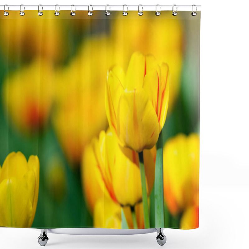 Personality  Beautiful Yellow Tulips Close Up  Shower Curtains