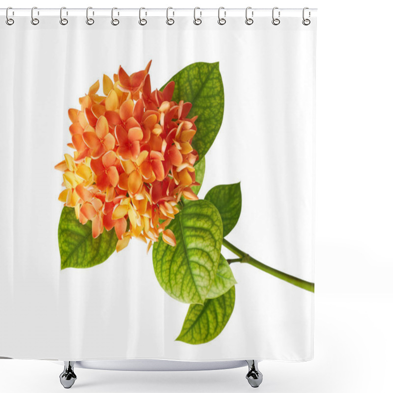 Personality  Ixora Coccinea Flower, Orange Ixora With Leaves Isolated On White Background, With Clipping Path Shower Curtains